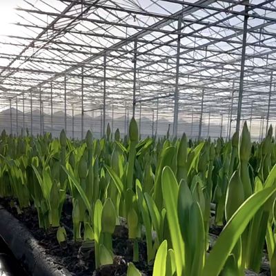 Большая стеклянная тепличная крыша для выращивания цветов