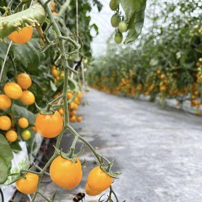 Стеклянная теплица Джу Сянь с типовой крышей стоимость доставки и расчетный срок доставки