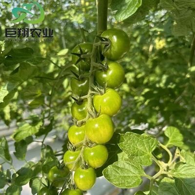 Специализированная теплица из стекла JX 2023 сельскохозяйственное оборудование Juxiang с системой охлаждения