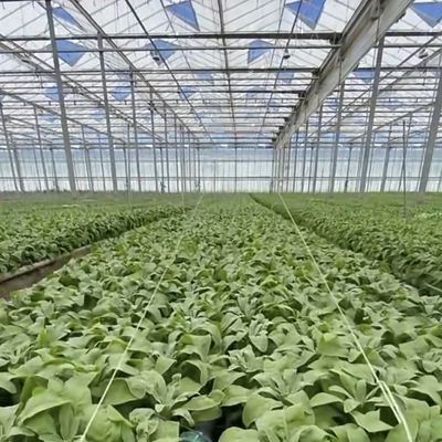Стальная конструкция капельное орошение Стеклянная теплица для растений Крыша Форма типа крыши