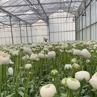 Настраиваемый двухслойный многостеклянный теплица для цветов, сделанные по вашим спецификациям
