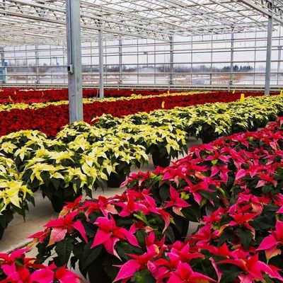 20 долларов США на квадратный метр Ju Xiang Glass Greenhouse для выращивания овощей Полная оплата