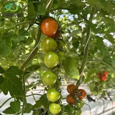Алюминиевая рама Стеклянная садовая теплица Викторианская коммерческая теплица для овощей