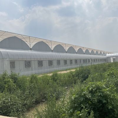 Гидропоническая оросительная система для клубники/цветов/овощных культур Многопролетная рама стальной оцинкованной пластиковой теплицы