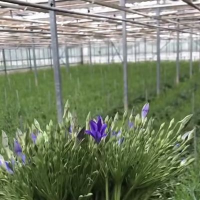 Сельскохозяйственный стеклянный тепличный отсек для сельскохозяйственных культур на заказ US 20 / квадратный метр