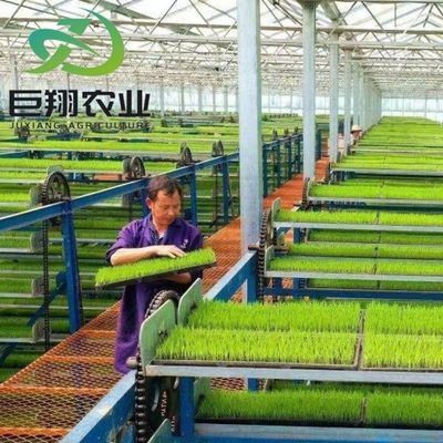 Многоразовые гидропоники Пластиковая пленка Сельскохозяйственная теплица для коммерческой фермы