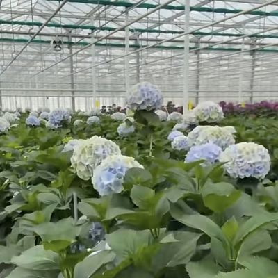 Настройка цветочного стеклянного теплицы для выращивания цветов Крыша в форме типа крыши