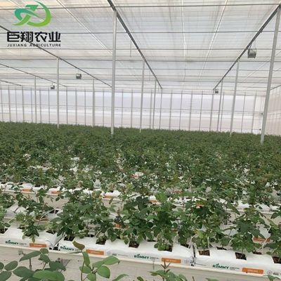 Теплица на крыше PE для овощей Томаты Огурцы Ягоды Многофункциональные и настраиваемые