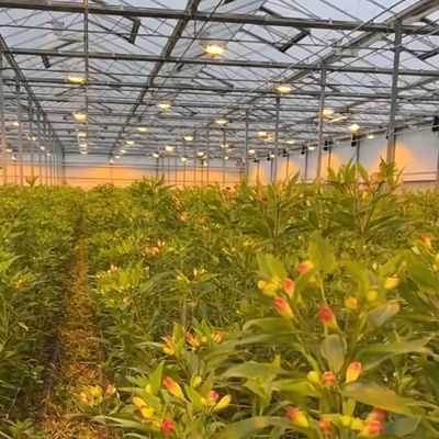 JX-A00133 Blossom Haven с стеклянной теплицей Стоимость доставки и расчетный срок доставки