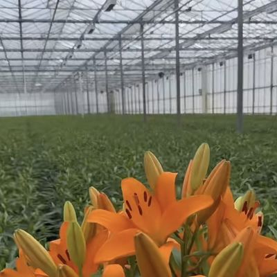 JX-A00133 Blossom Haven с стеклянной теплицей Стоимость доставки и расчетный срок доставки