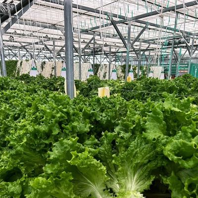 Конкурентоспособная первоначальная плата Теплица для ботанического оазиса Ограждение типа крыши