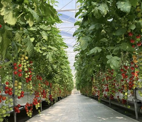 Конкурентоспособная первоначальная плата Теплица для ботанического оазиса Ограждение типа крыши