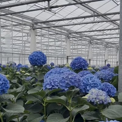 Конкурентоспособная первоначальная плата Теплица для ботанического оазиса Ограждение типа крыши