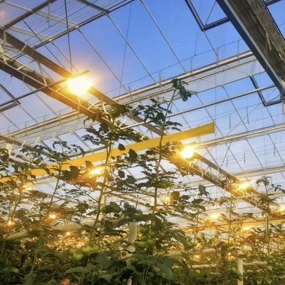 Конкурентоспособная первоначальная плата Теплица для ботанического оазиса Ограждение типа крыши