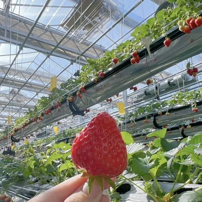 Тип крыши Стеклянная теплица с хорошей светопередачей для цветов при первоначальной оплате