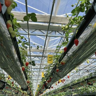 Стальная конструкция Стеклянная теплица с хорошей светопередачей для выращивания цветов JX-A00241