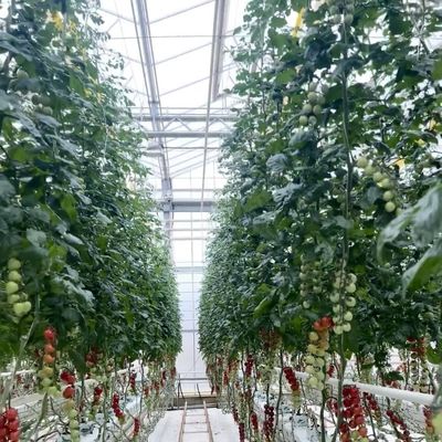 Стальная конструкция Стеклянная теплица с хорошей светопередачей для выращивания цветов JX-A00241