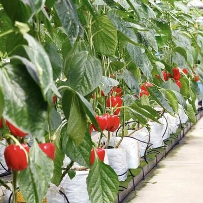 Стальная конструкция Стеклянная теплица с хорошей светопередачей для выращивания цветов JX-A00241