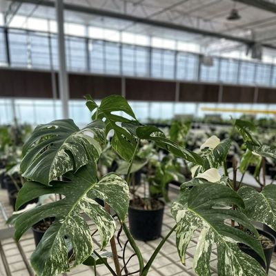 100.000kg упаковки валовой веса Стеклянная теплица для гидропонного выращивания цветов