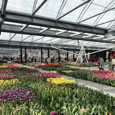 100.000kg упаковки валовой веса Стеклянная теплица для гидропонного выращивания цветов