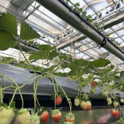 Возврат рефинансирования Двухслойная капельная оросительная стеклянная теплица для выращивания цветов
