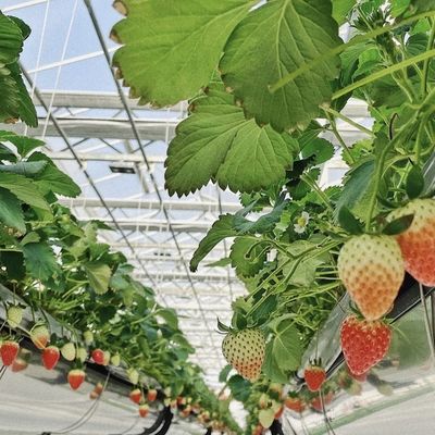 Многосистемная стеклянная теплица для цветов