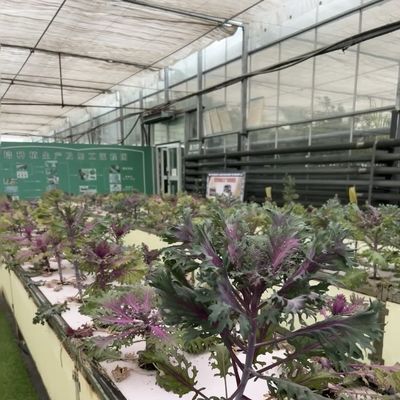 Высокосветопередающее стекло коммерческая тепличная гидропоника установка для полной оплаты