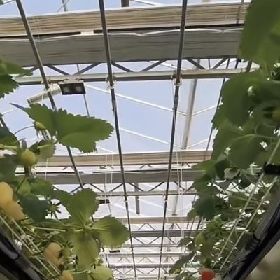 Стеклянная теплица по разумной цене для выращивания овощей и гарантированная доступность