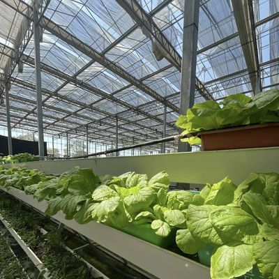 80.000kg Пакет валовой массы капельное орошение Стеклянная теплица с овощами