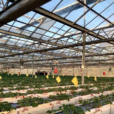 Первоначальная оплата Стеклянная теплица китайского происхождения с гидропонной системой с многоразовым расстоянием