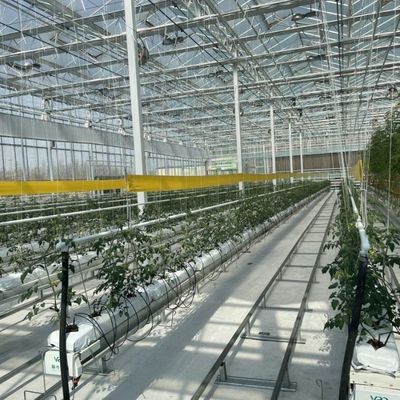 Стеклянная теплица с высокой светопроницаемостью для овощей Возврат возмещения до 30 дней