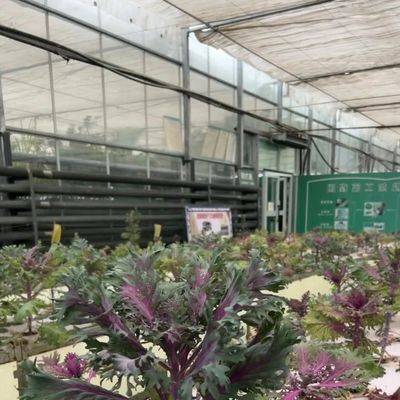 Разумная система гидропоники стеклянных теплиц для максимального использования пространства