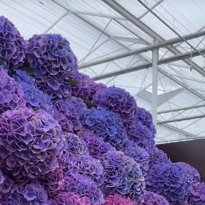 80.000kg валового веса Двухслойная стеклянная тепличная гидропоника для выращивания овощей