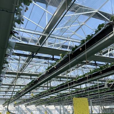 80.000kg валового веса Двухслойная стеклянная тепличная гидропоника для выращивания овощей