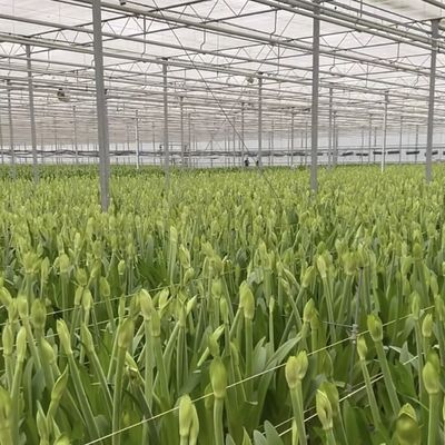 80.000kg валового веса Двухслойная стеклянная тепличная гидропоника для выращивания овощей