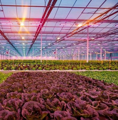US Float Single Span Greenhouse для овощей/фруктов/цветов и возвраты