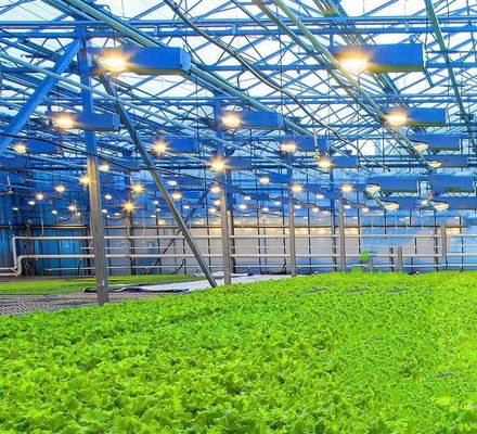 US Float Single Span Greenhouse для овощей/фруктов/цветов и возвраты