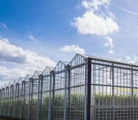 US Float Single Span Greenhouse для овощей/фруктов/цветов и возвраты