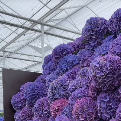 Крыша Форма типа крыша Гидропоническая система для стеклянных тепличных овощей