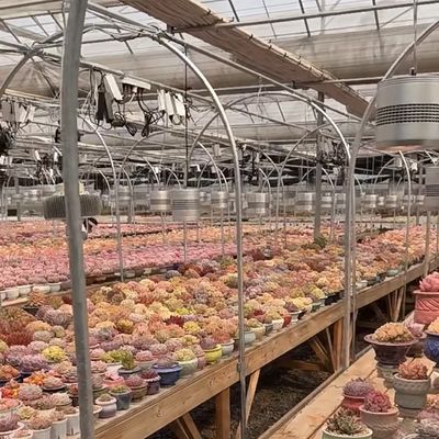 Гидропонная система выращивания Стеклянная теплица для двухслойной крыши Форма типа крыши